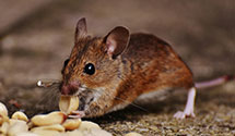 24 Hour & Emergency Exterminators in New Gretna, NJ